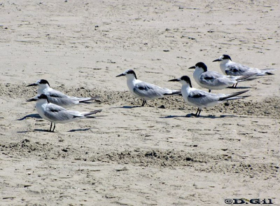 GAVIOTÍN GOLONDRINA (Sterna hirundo) - Playa en Cassino-BRASIL (Enero 2011)